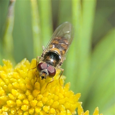 Melangyna sp. (genus) (Hover Fly) at Greenleigh, NSW - 25 Oct 2024 by Hejor1