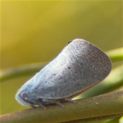 Anzora unicolor (Grey Planthopper) at Greenleigh, NSW - 26 Oct 2024 by Hejor1