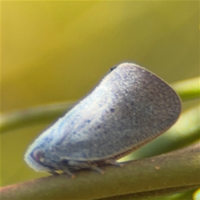 Anzora unicolor (Grey Planthopper) at Greenleigh, NSW - 25 Oct 2024 by Hejor1