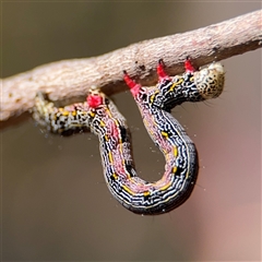 Chlenias (genus) (A looper moth) at Greenleigh, NSW - 25 Oct 2024 by Hejor1