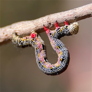 Chlenias (genus) at Greenleigh, NSW - 26 Oct 2024 10:00 AM