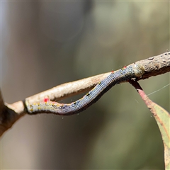 Chlenias (genus) at Greenleigh, NSW - 26 Oct 2024 10:00 AM