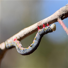 Chlenias (genus) at Greenleigh, NSW - 26 Oct 2024 10:00 AM