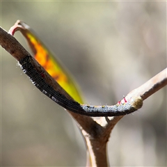 Chlenias (genus) at Greenleigh, NSW - 26 Oct 2024