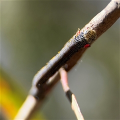 Chlenias (genus) at Greenleigh, NSW - 26 Oct 2024 10:00 AM