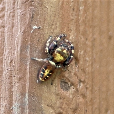 Opisthoncus sexmaculatus (Six-marked jumping spider) at Greenleigh, NSW - 26 Oct 2024 by Hejor1