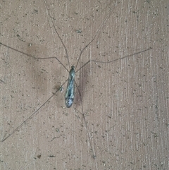 Limoniidae (family) (Unknown Limoniid Crane Fly) at Greenleigh, NSW - 26 Oct 2024 by Hejor1