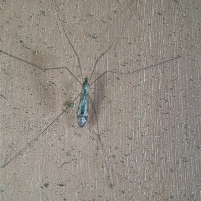 Limoniidae (family) (Unknown Limoniid Crane Fly) at Greenleigh, NSW - 25 Oct 2024 by Hejor1