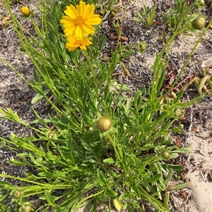 Coreopsis lanceolata at Saratoga, NSW - 27 Oct 2024 09:03 AM