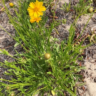 Unidentified Daisy at Saratoga, NSW - 26 Oct 2024 by JohnGiacon