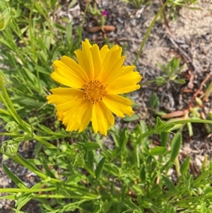 Coreopsis lanceolata at Saratoga, NSW - 27 Oct 2024 09:03 AM