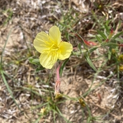 Oenothera stricta subsp. stricta (Common Evening Primrose) at Saratoga, NSW - 27 Oct 2024 by JohnGiacon