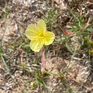 Oenothera stricta subsp. stricta at Saratoga, NSW by JohnGiacon