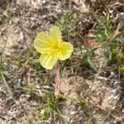 Oenothera stricta subsp. stricta at Saratoga, NSW - 26 Oct 2024 by JohnGiacon