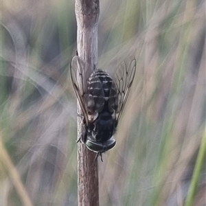 Dasybasis sp. (genus) at Bungendore, NSW - 22 Oct 2024