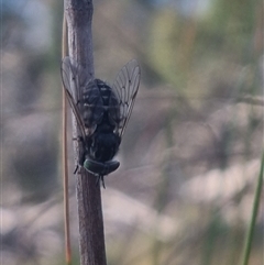 Dasybasis sp. (genus) at Bungendore, NSW - 22 Oct 2024