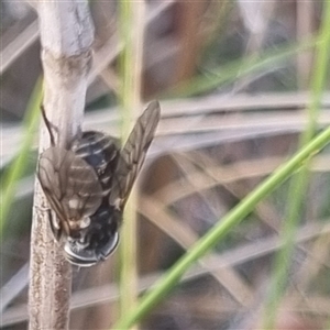 Dasybasis sp. (genus) at Bungendore, NSW - 22 Oct 2024