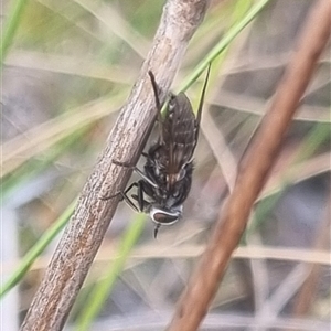 Dasybasis sp. (genus) at Bungendore, NSW - 22 Oct 2024