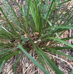 Lomandra longifolia at Lorne, NSW - 26 Oct 2024 by Butlinz