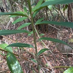 Unidentified Plant at Lorne, NSW - 26 Oct 2024 by Butlinz