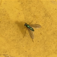 Dolichopodidae (family) (Unidentified Long-legged fly) at Lyons, ACT - 26 Oct 2024 by ran452