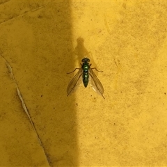 Dolichopodidae (family) at Lyons, ACT - 27 Oct 2024 09:39 AM