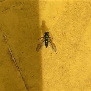 Dolichopodidae (family) at Lyons, ACT - 27 Oct 2024 09:39 AM