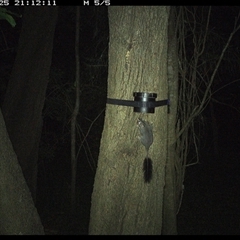 Phascogale tapoatafa (Brush-tailed Phascogale) at Shark Creek, NSW - 25 Oct 2024 by topwood