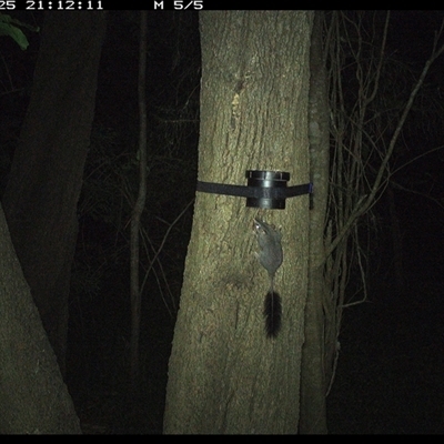 Phascogale tapoatafa (Brush-tailed Phascogale) at Shark Creek, NSW - 25 Oct 2024 by Topwood