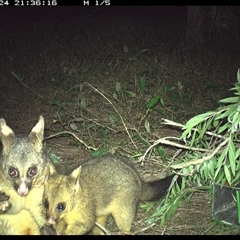 Trichosurus vulpecula (Common Brushtail Possum) at Shark Creek, NSW - 24 Oct 2024 by Topwood