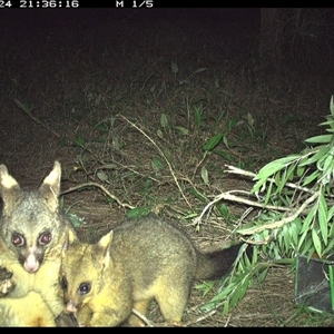 Trichosurus vulpecula at Shark Creek, NSW - 24 Oct 2024