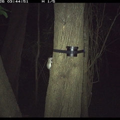 Rattus or Mastacomys sp. (genus) (An unidentified rat species) at Shark Creek, NSW - 26 Oct 2024 by Topwood