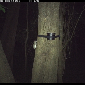 Rattus or Mastacomys sp. (genus) at Shark Creek, NSW - suppressed