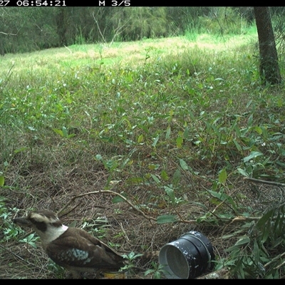 Dacelo novaeguineae (Laughing Kookaburra) at Shark Creek, NSW - 26 Oct 2024 by topwood