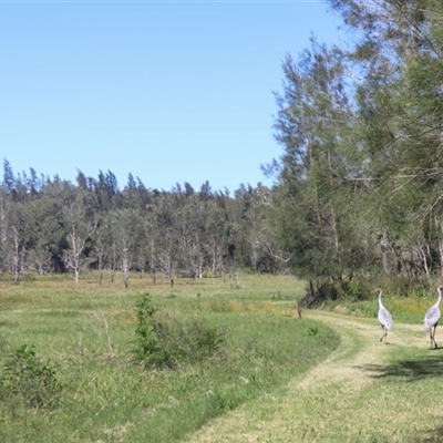 Grus rubicunda (Brolga) at Tyndale, NSW - 18 May 2024 by topwood