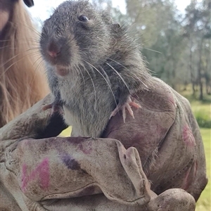 Rattus or Mastacomys sp. (genus) at Tyndale, NSW - 2 Jul 2023 10:43 AM