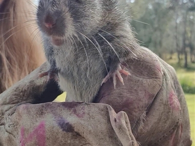 Rattus or Mastacomys sp. (genus) (An unidentified rat species) at Tyndale, NSW - 2 Jul 2023 by Topwood