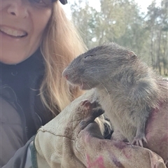 Rattus or Mastacomys sp. (genus) at Tyndale, NSW - 2 Jul 2023