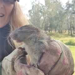 Rattus or Mastacomys sp. (genus) at Tyndale, NSW - 2 Jul 2023 10:43 AM