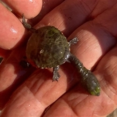 Chelodina longicollis at Yass River, NSW - 2 Oct 2024