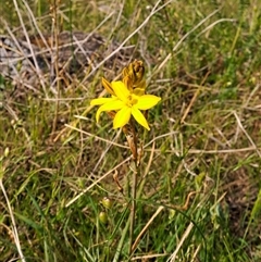 Bulbine bulbosa (Golden Lily, Bulbine Lily) at Kambah, ACT - 26 Oct 2024 by LPadg