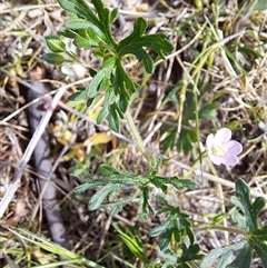 Geranium solanderi var. solanderi at Kambah, ACT - 27 Oct 2024 10:19 AM