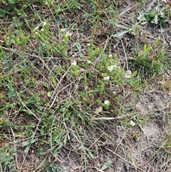 Asperula conferta (Common Woodruff) at Kambah, ACT - 27 Oct 2024 by LPadg