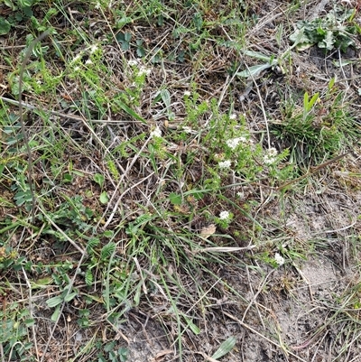 Asperula conferta (Common Woodruff) at Kambah, ACT - 26 Oct 2024 by LPadg