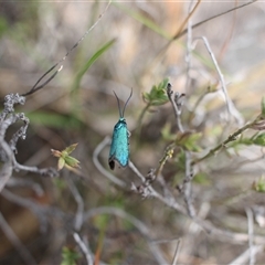 Pollanisus (genus) at Torrens, ACT - 27 Oct 2024