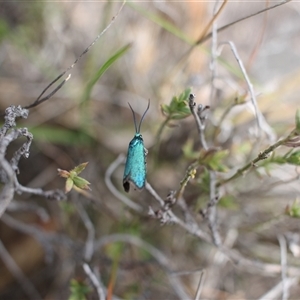 Pollanisus (genus) at Torrens, ACT - 27 Oct 2024