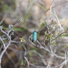 Pollanisus (genus) at Torrens, ACT - 27 Oct 2024