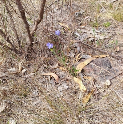 Linum marginale (Native Flax) at Kambah, ACT - 26 Oct 2024 by LPadg