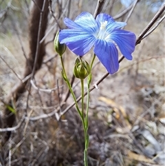 Linum marginale at Kambah, ACT - 27 Oct 2024 09:03 AM