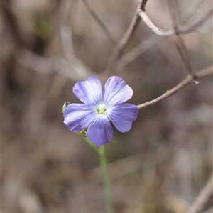 Linum marginale at Kambah, ACT - 27 Oct 2024 09:03 AM